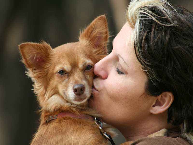 Kur mit Hund